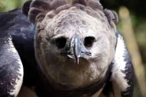 Este 18 de septiembre el Águila Arpía cumple su séptimo año.