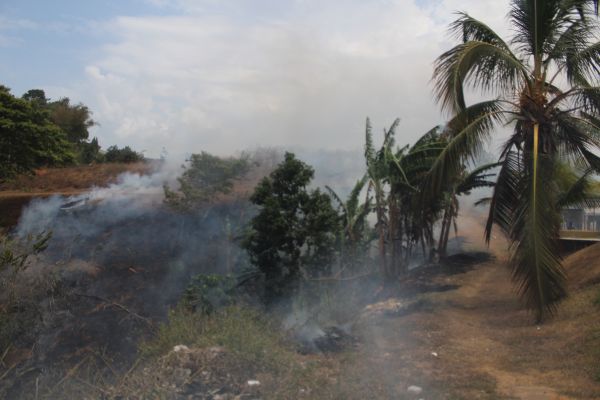 Gran parte de los árboles del lugar fueron devorados por llamas de fuego; lo que afecta directamente la cosecha de frutos en el lugar. Foto: Andrés Alvarez.